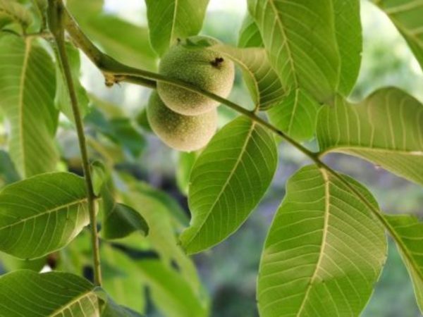 Hojas de Guayaba - Imagen 2