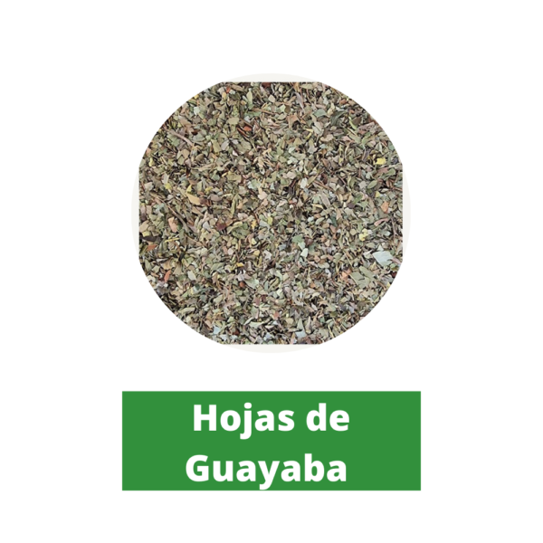Hojas de Guayaba